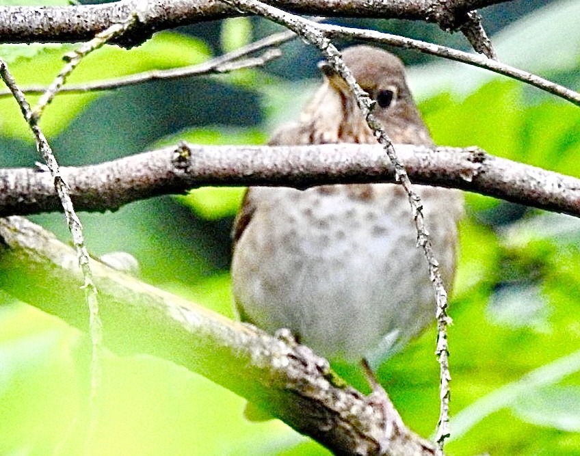 Swainson's Thrush - ML635438745