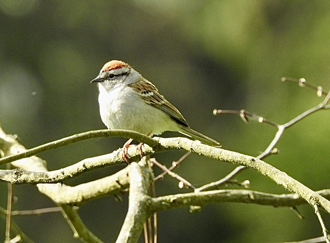 Chipping Sparrow - ML635438762