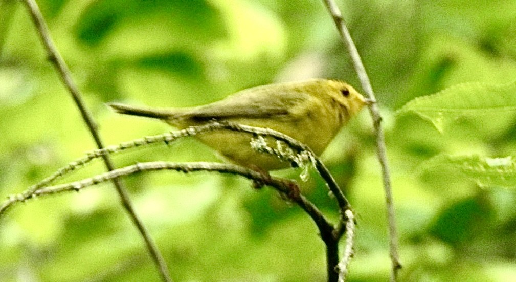 Wilson's Warbler - ML635438774