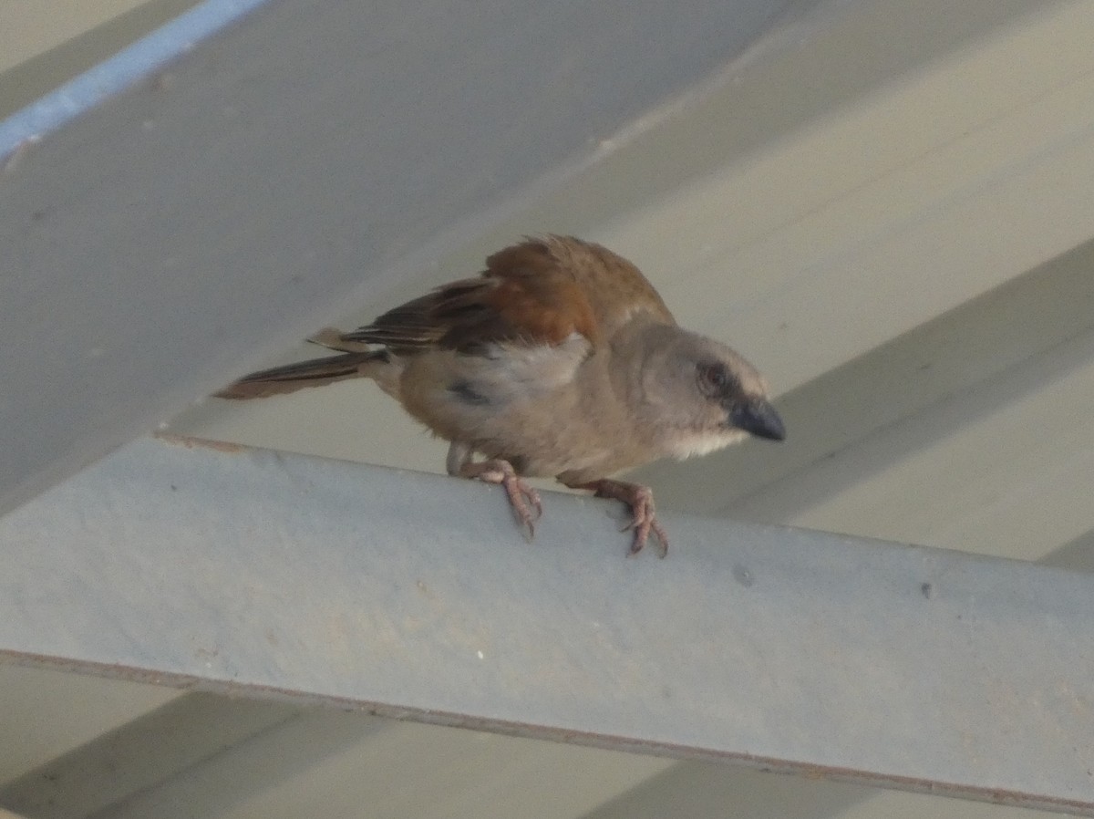 Northern Gray-headed Sparrow - ML635438789