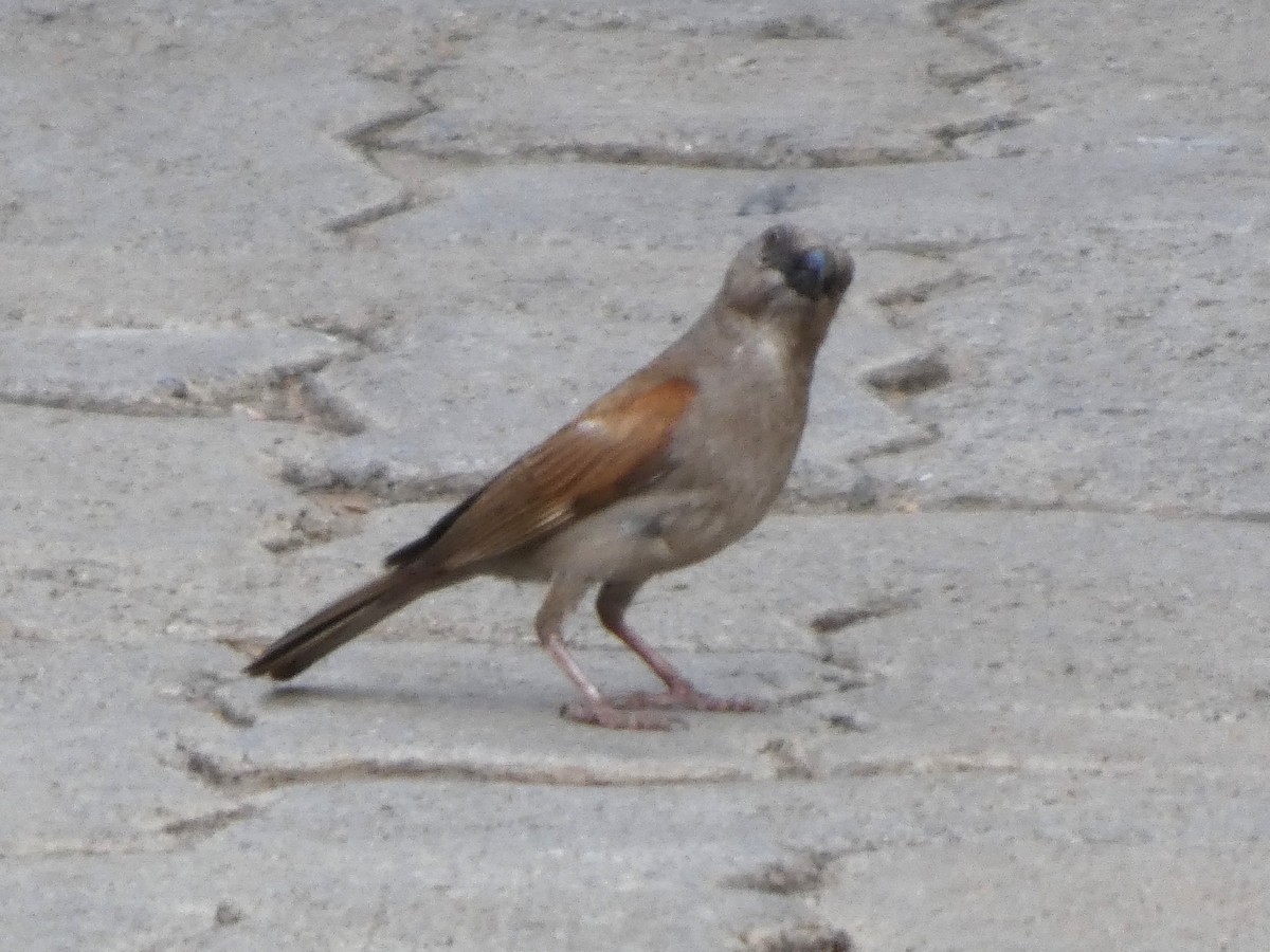 Northern Gray-headed Sparrow - ML635438790