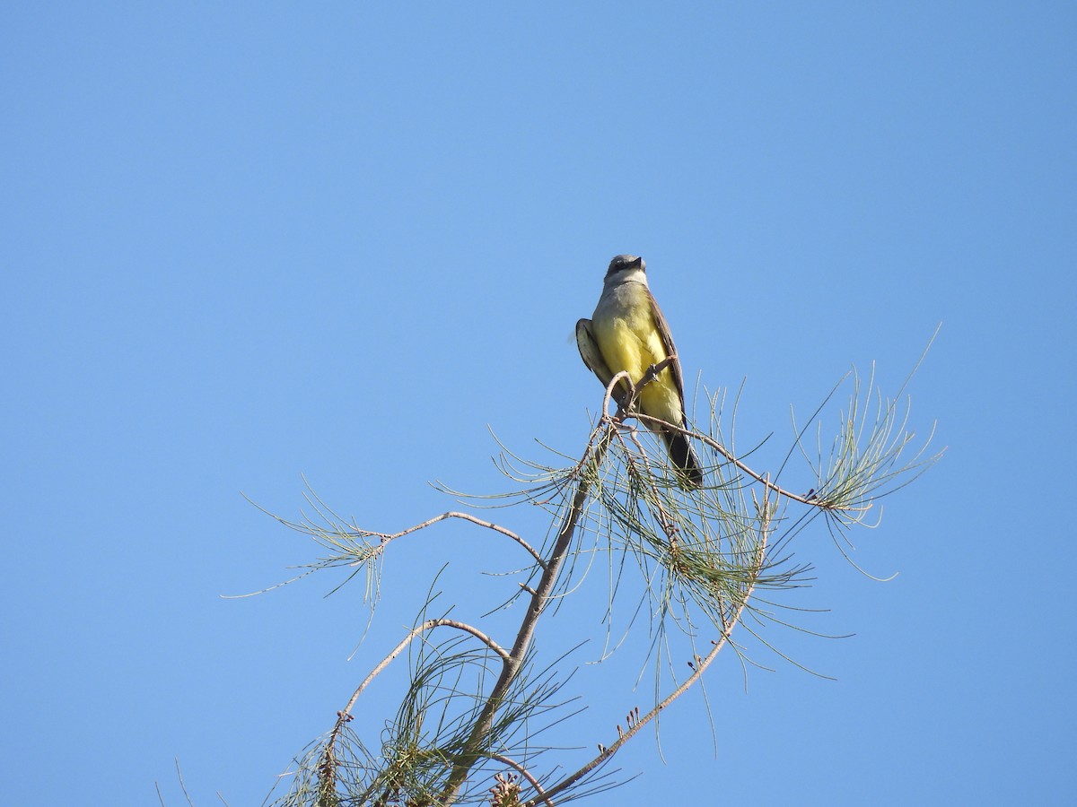 Western Kingbird - ML635438797