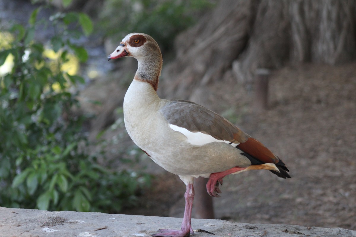 Egyptian Goose - ML635438876