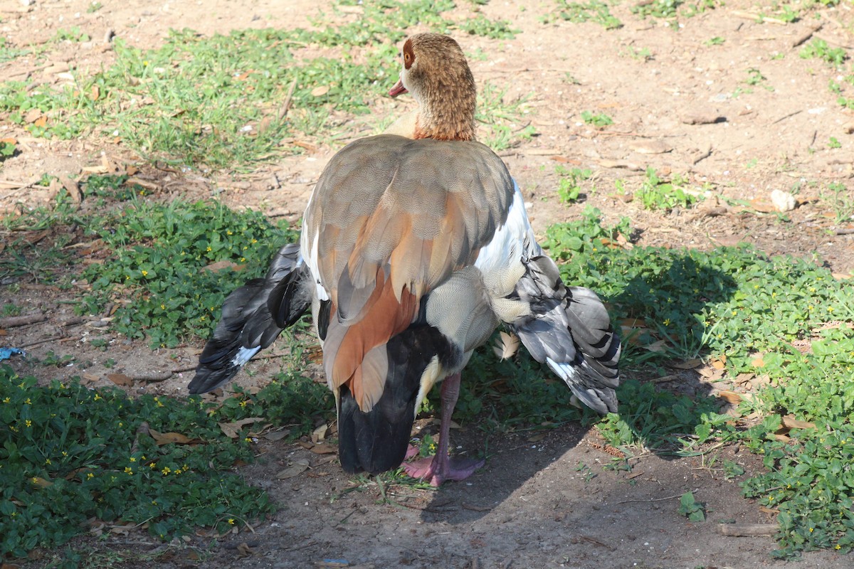 Egyptian Goose - ML635438965