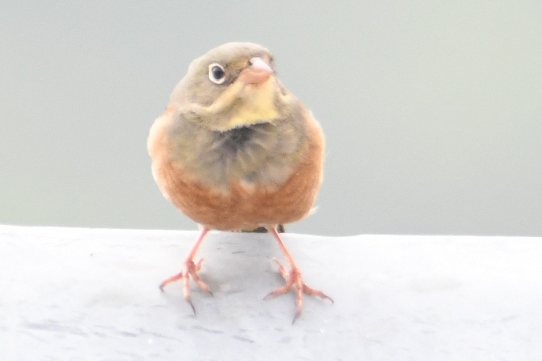 Ortolan Bunting - ML635438975