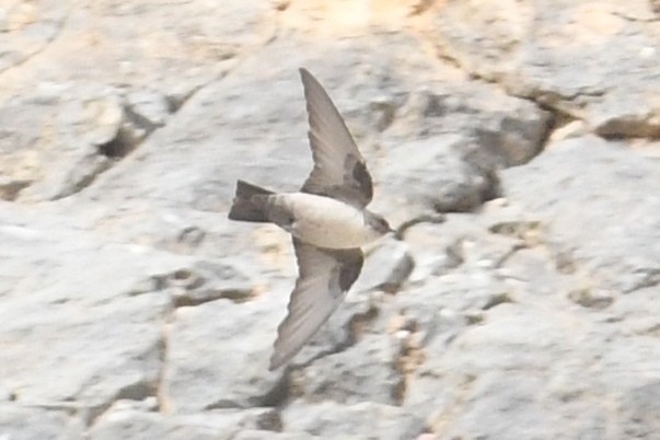 Eurasian Crag-Martin - ML635439019