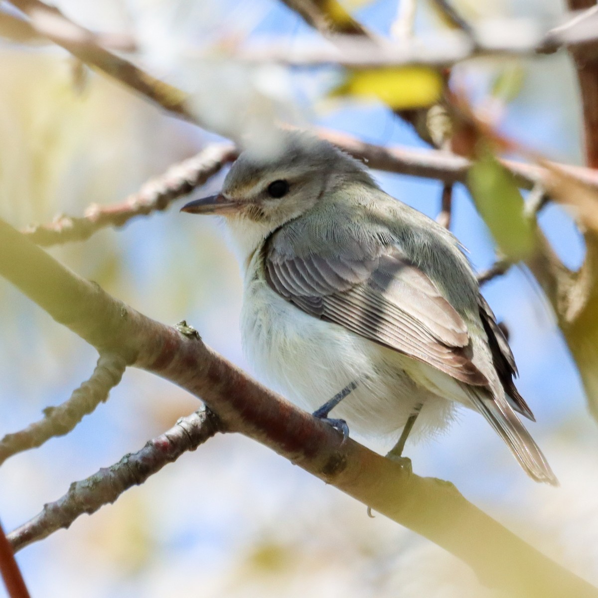 Eastern Warbling Vireo - ML635439059