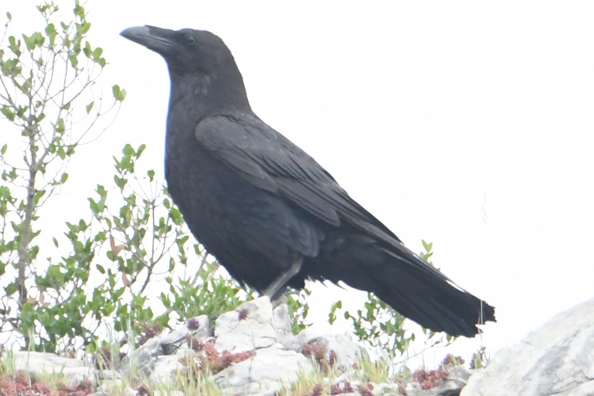 Common Raven - ML635439096