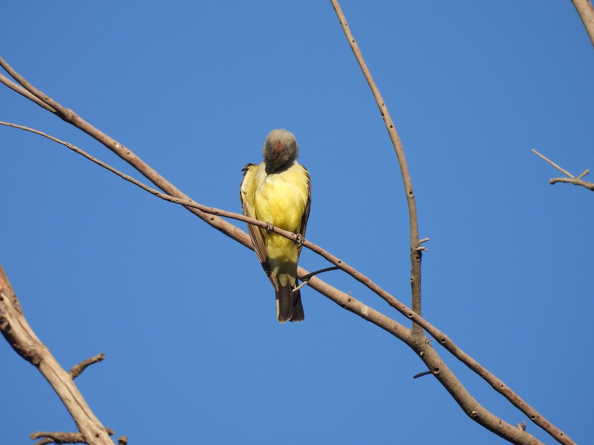 Western Kingbird - ML635439224