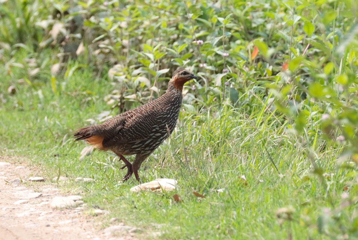 Swamp Francolin - ML635439264
