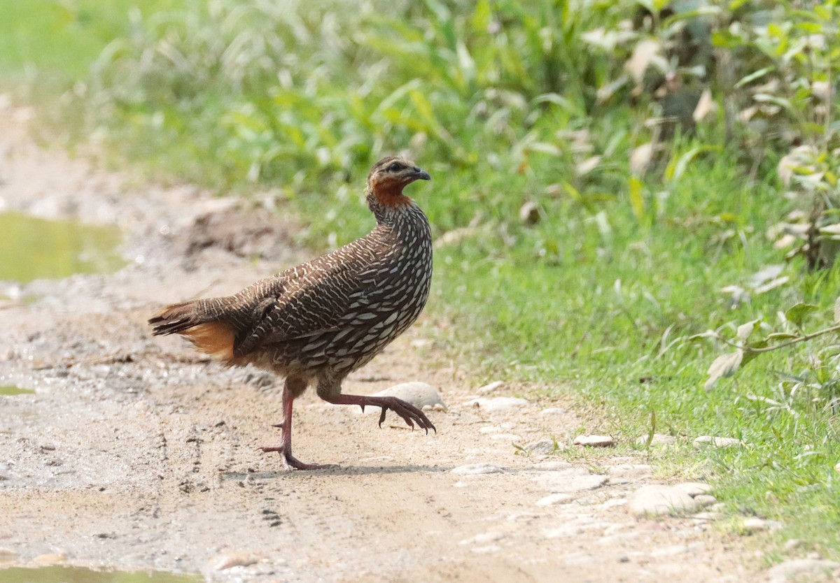Swamp Francolin - ML635439265