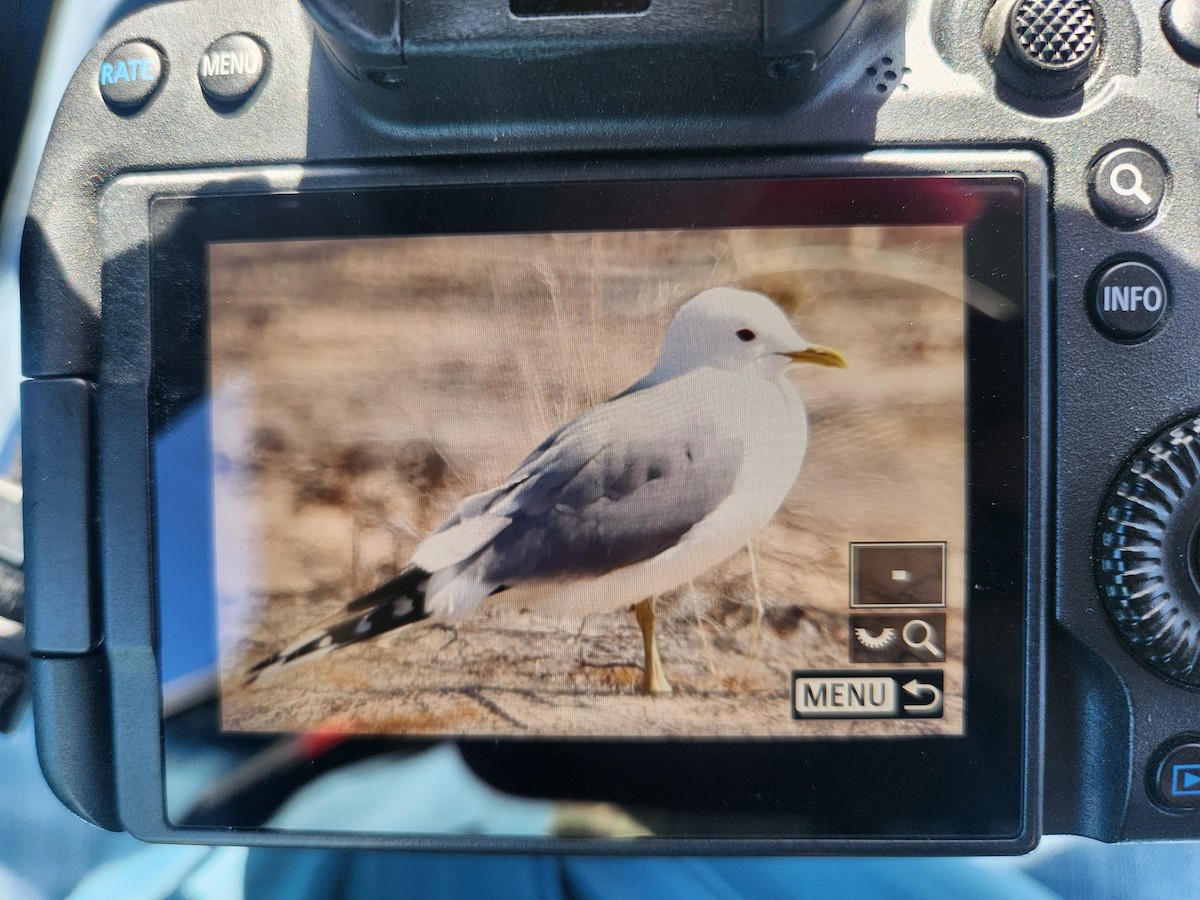 Short-billed Gull - ML635439296