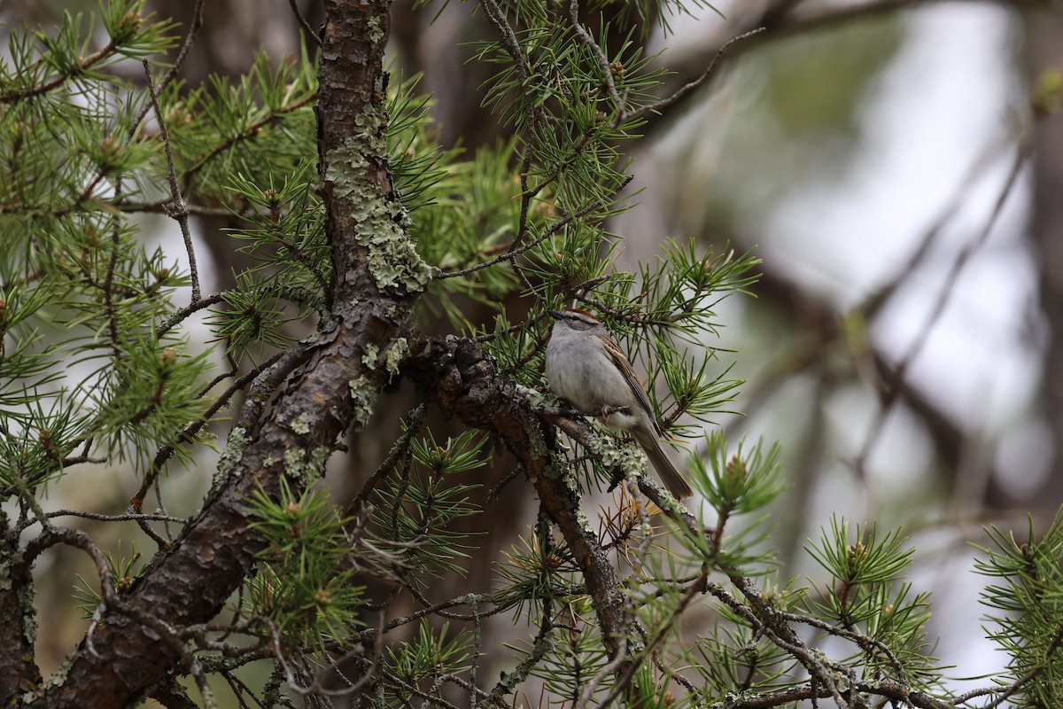 Chipping Sparrow - ML635439514