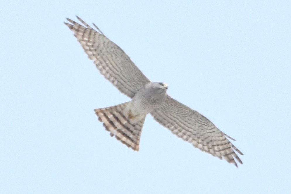 Levant Sparrowhawk - ML635439563