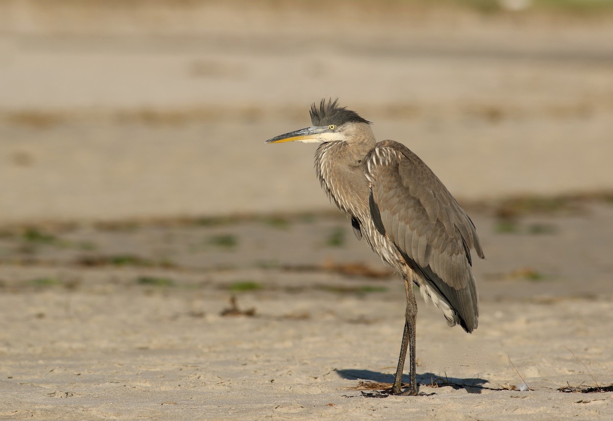 Great Blue Heron (Great Blue) - ML63543961