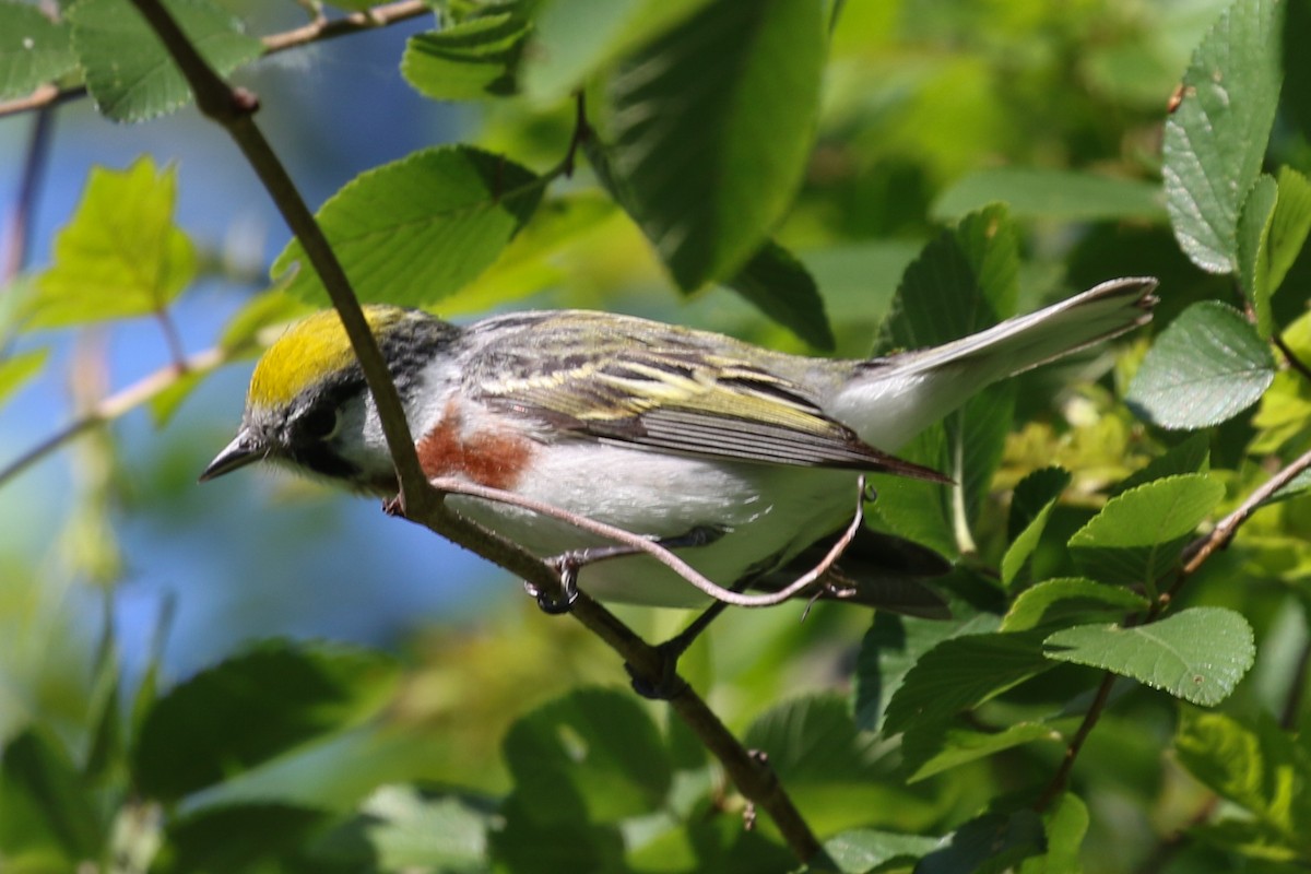 Chestnut-sided Warbler - ML635439631