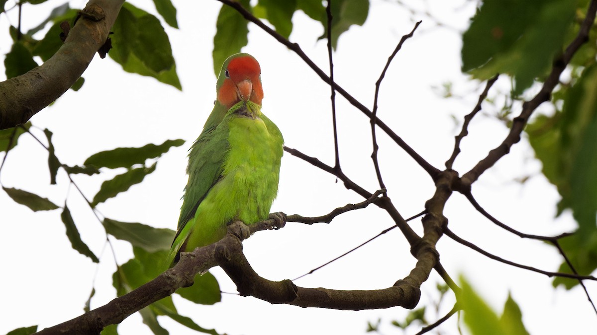 Red-headed Lovebird - ML635439672