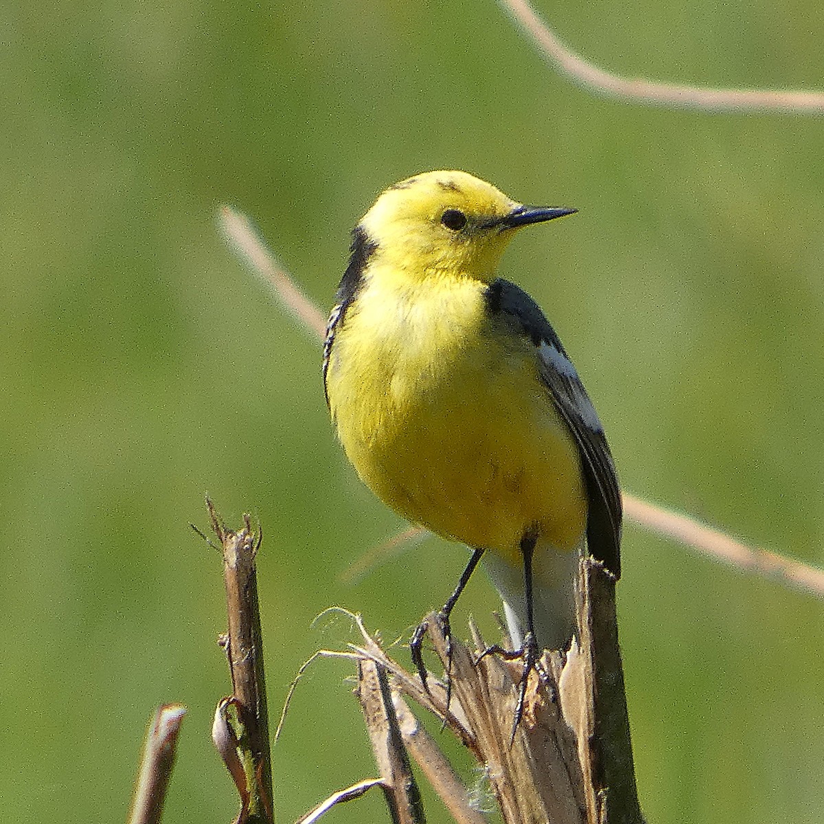 Citrine Wagtail - ML635439676