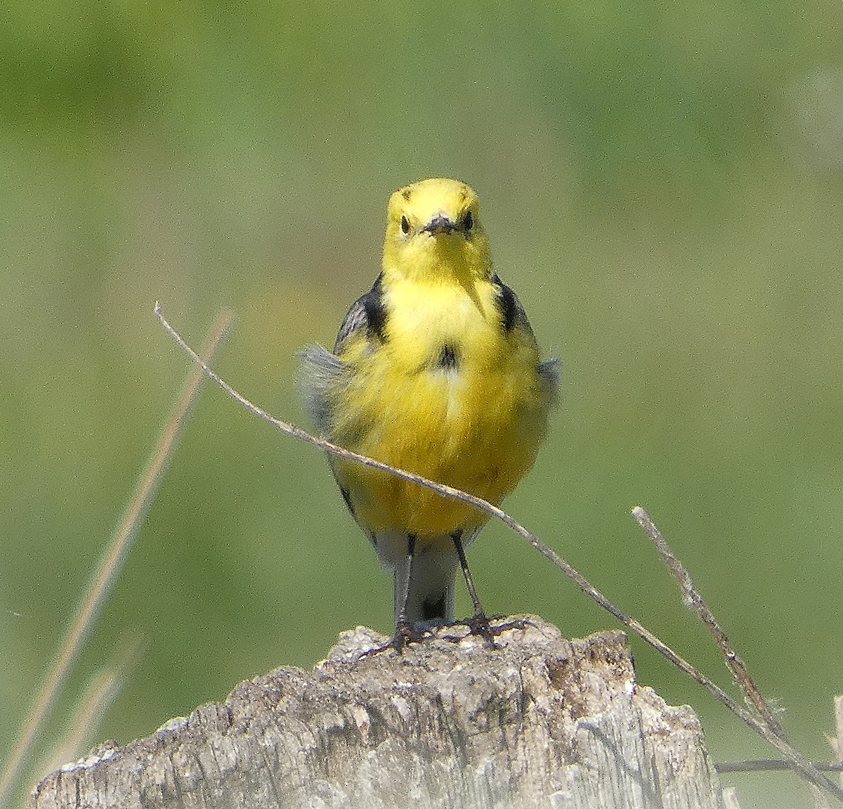 Citrine Wagtail - ML635439677