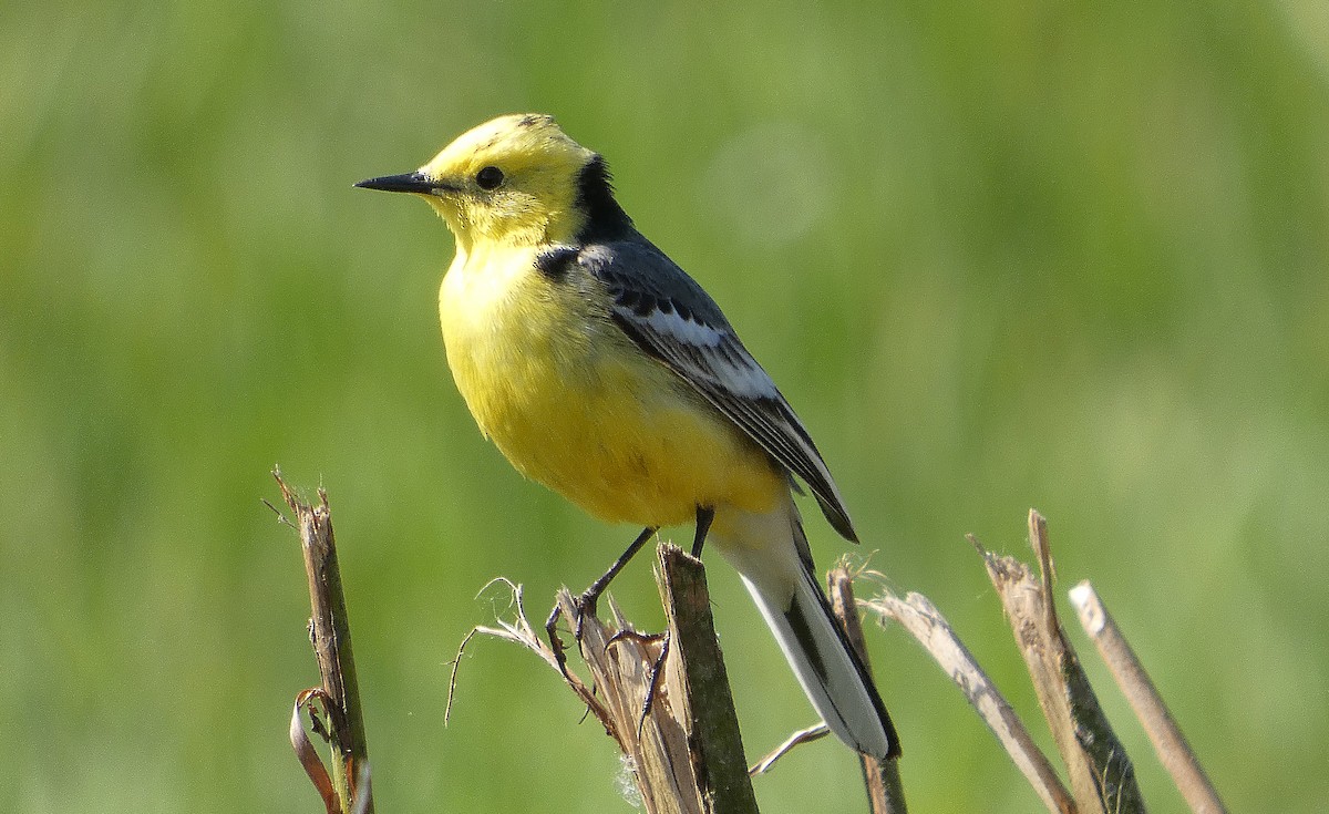 Citrine Wagtail - ML635439680