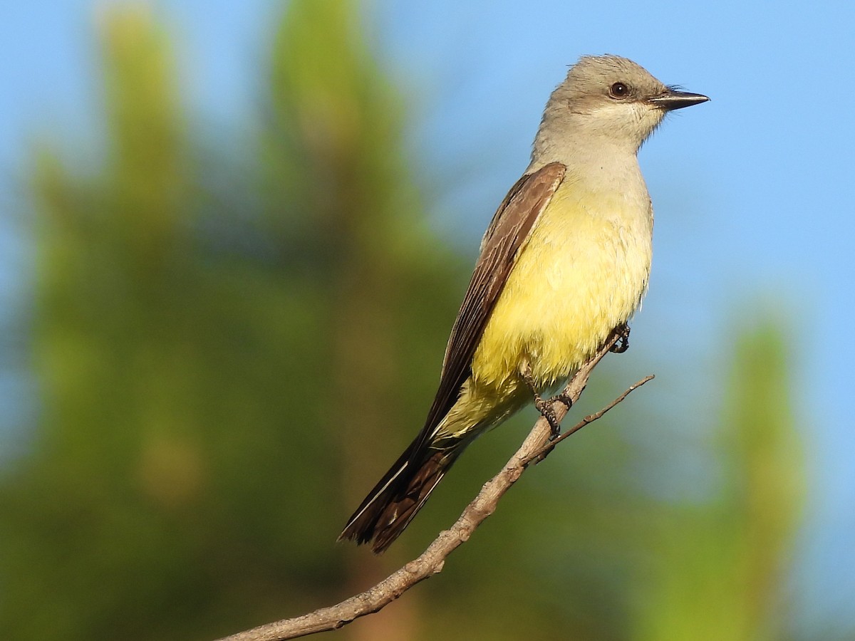 Western Kingbird - ML635439690