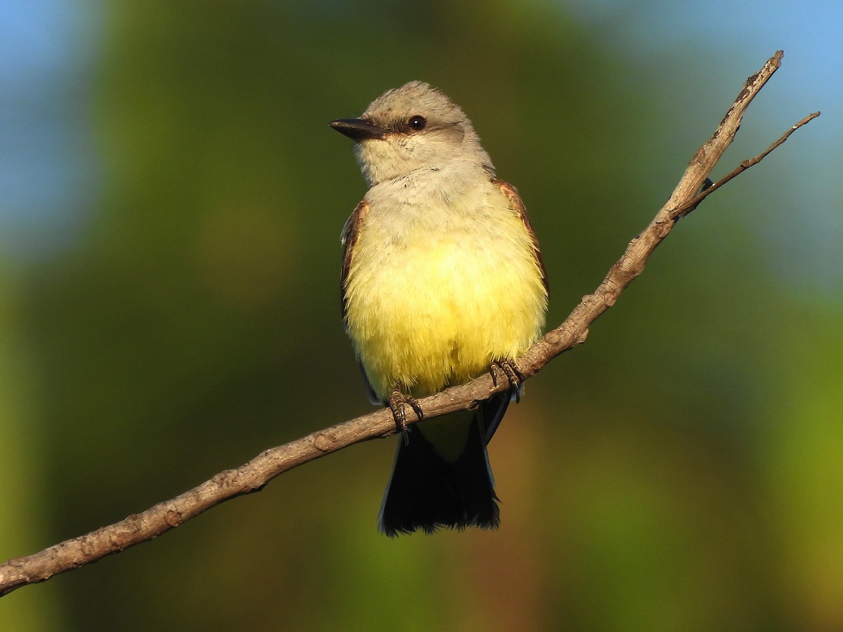 Western Kingbird - ML635439692