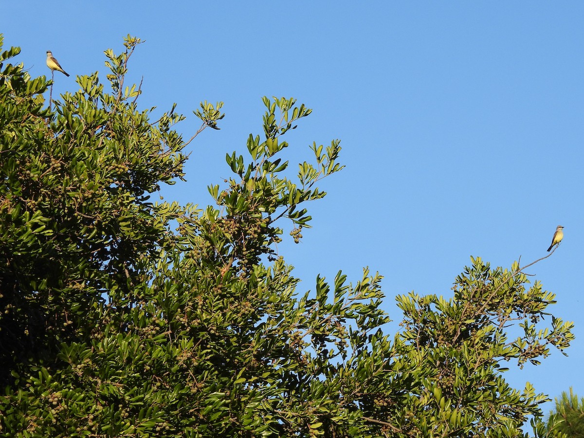 Western Kingbird - ML635439703
