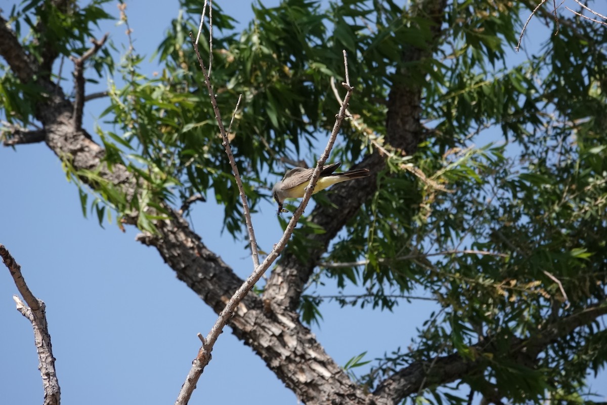Western Kingbird - ML635439819