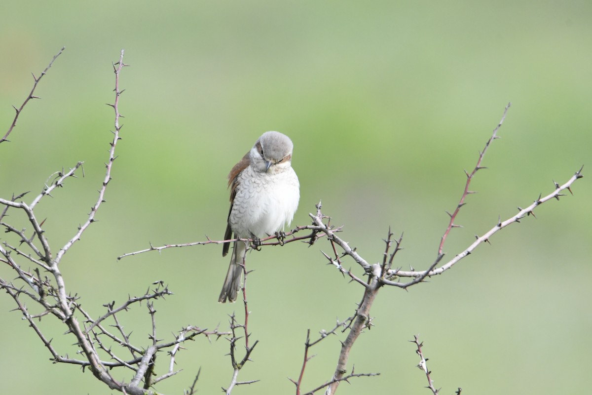 Red-backed Shrike - ML635439851