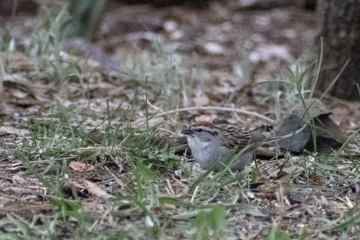 Chipping Sparrow - ML635439854