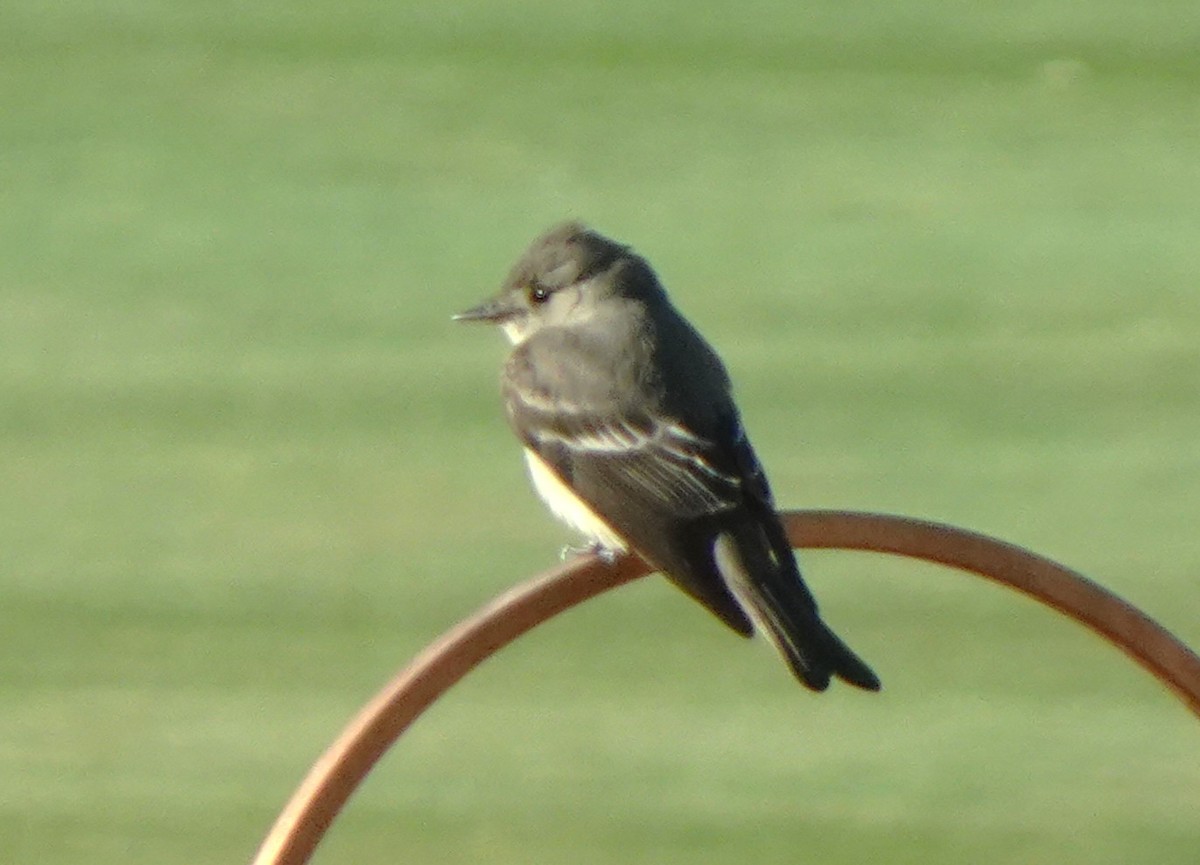 Western Wood-Pewee - ML635439872