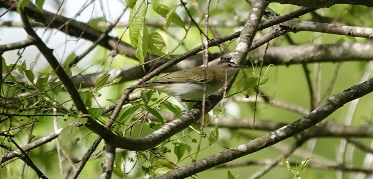Red-eyed Vireo - ML635439887