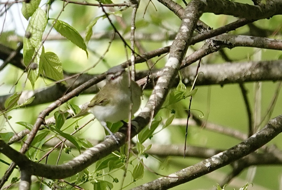 Red-eyed Vireo - ML635439888