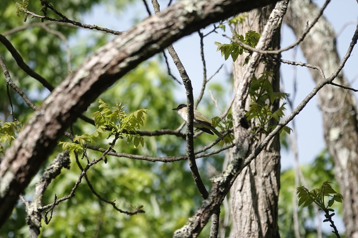 Red-eyed Vireo - ML635439889