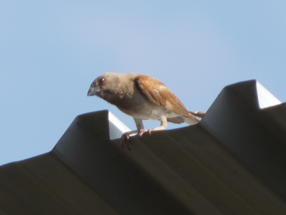 Northern Gray-headed Sparrow - ML635439899