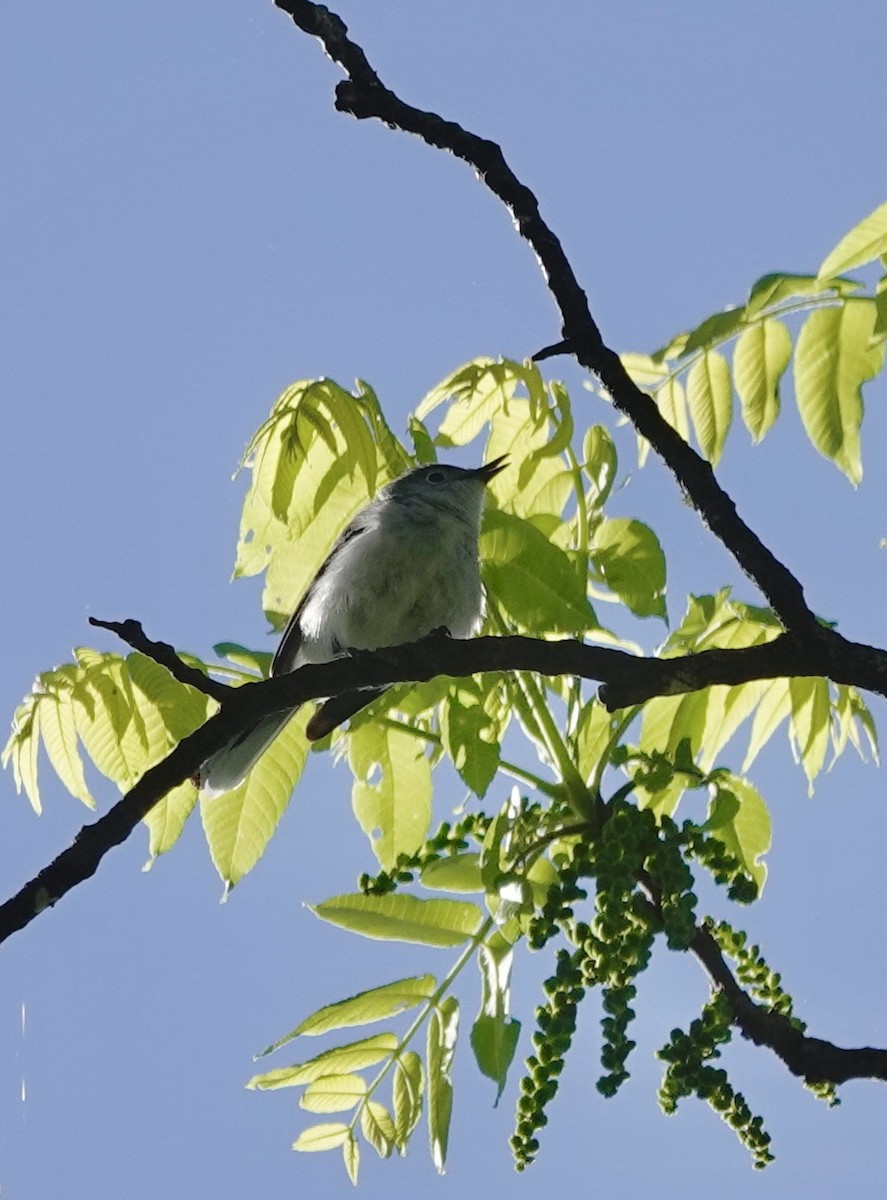 Blue-gray Gnatcatcher - ML635439922