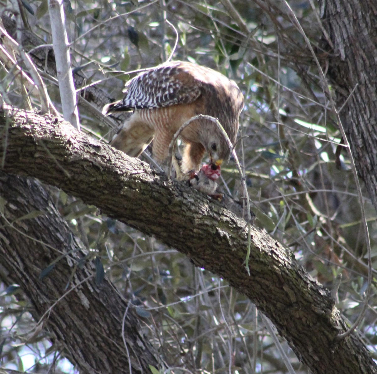 Red-shouldered Hawk - ML635439924