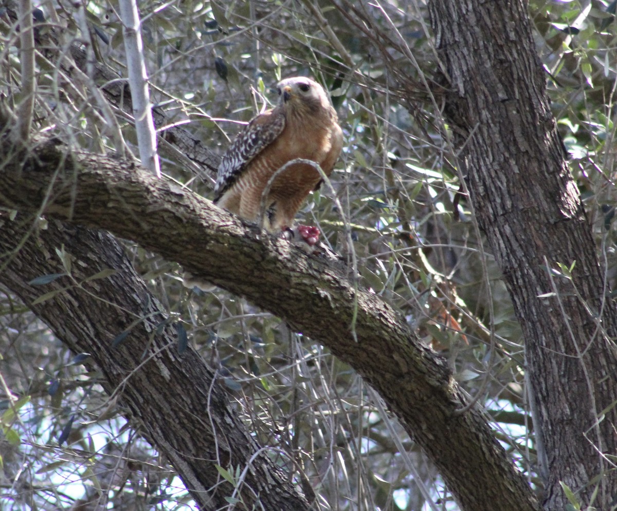 Red-shouldered Hawk - ML635439926