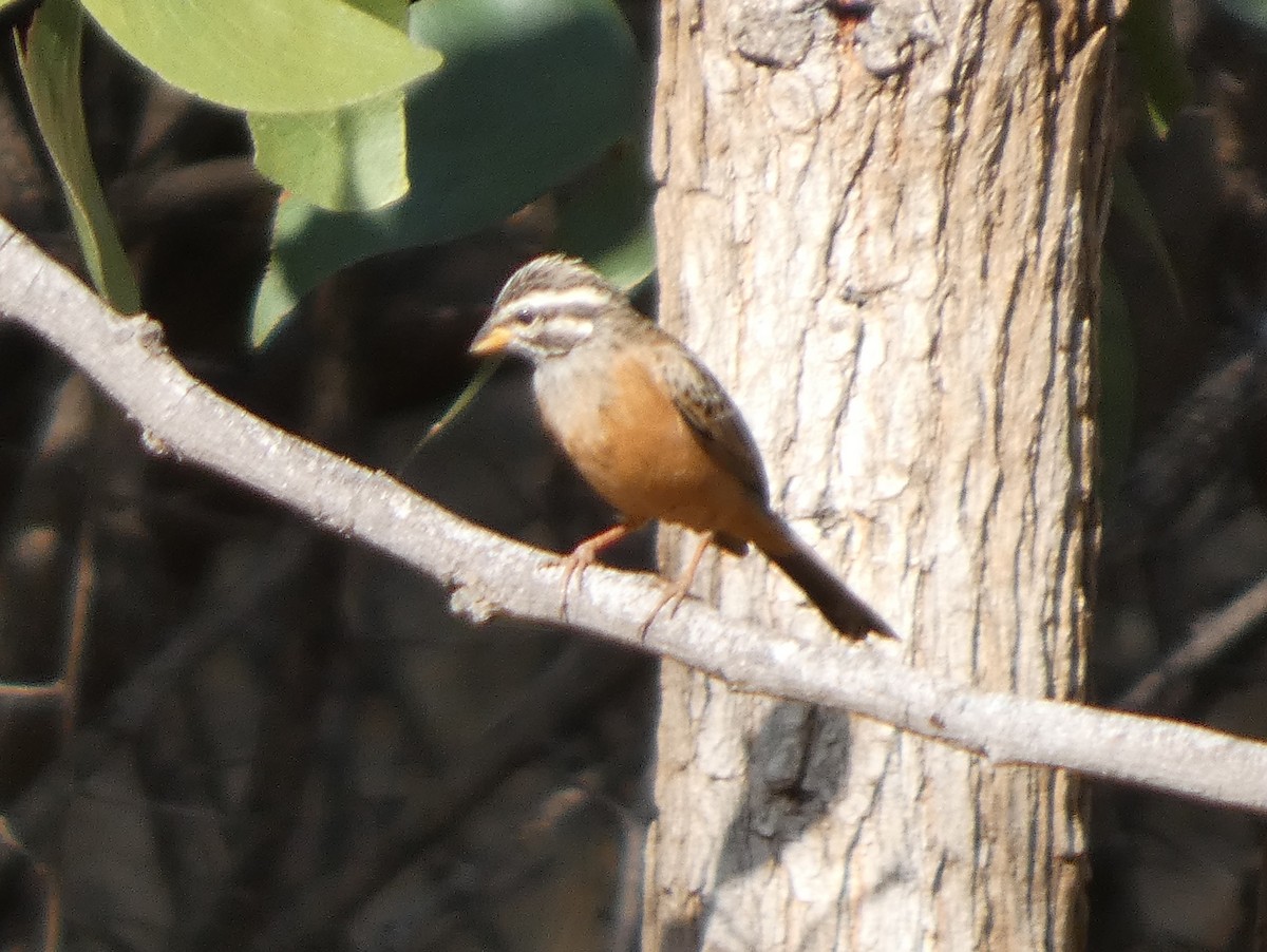 Cinnamon-breasted Bunting - ML635439928