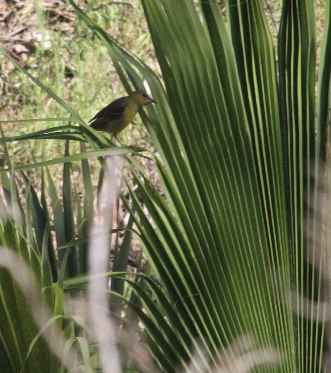 Hooded Oriole - ML635439960