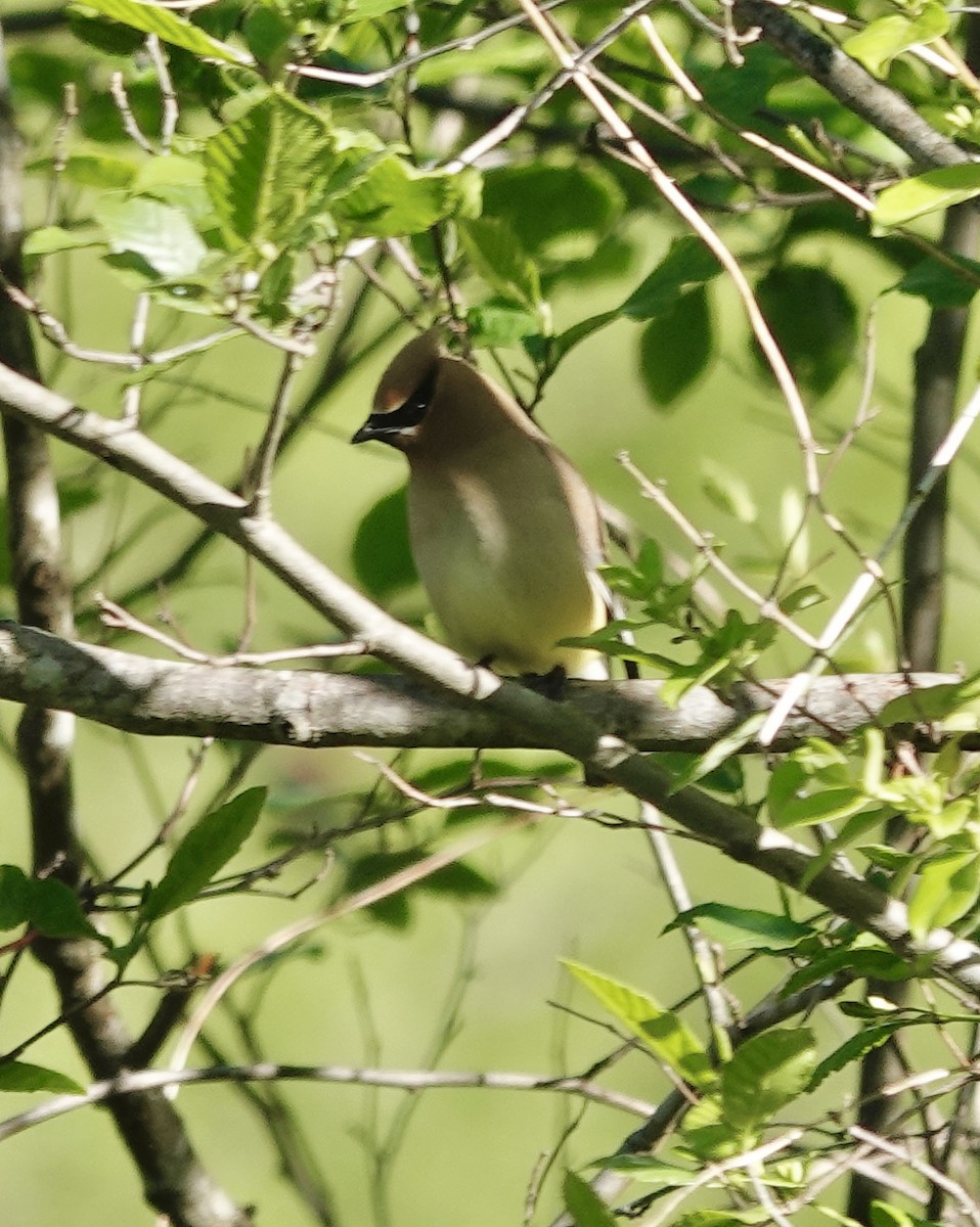 Cedar Waxwing - ML635439968