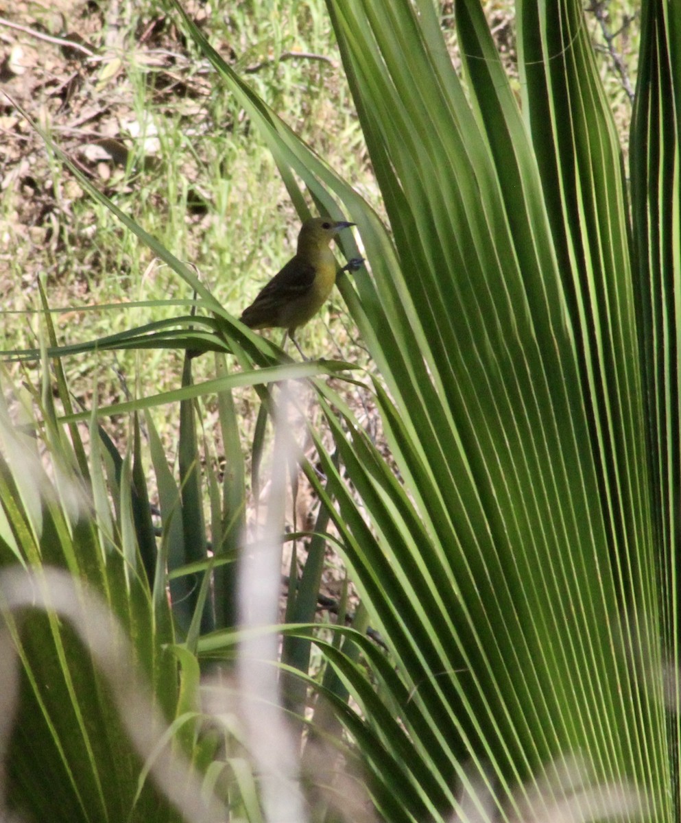 Hooded Oriole - ML635439969