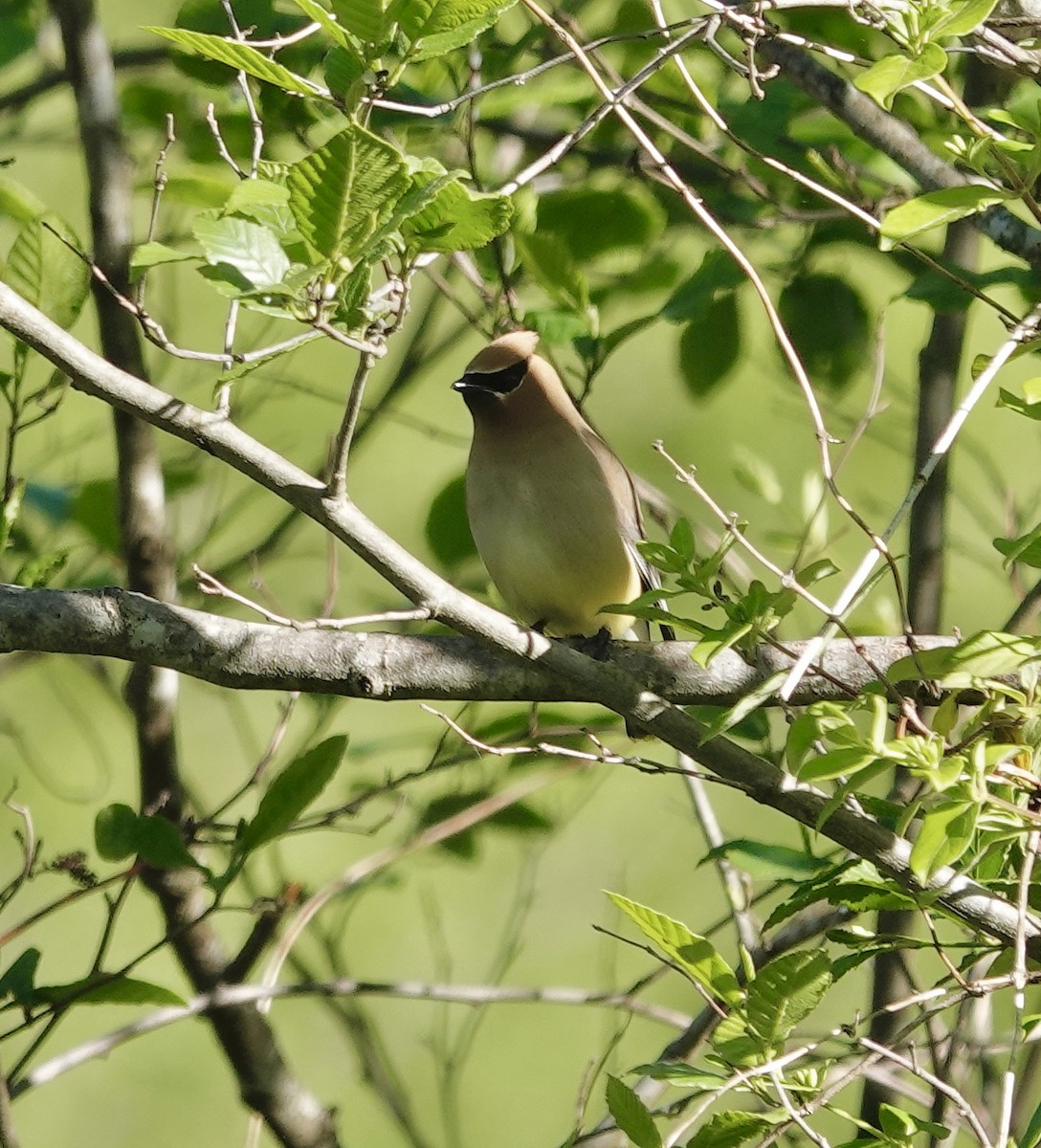 Cedar Waxwing - ML635439970
