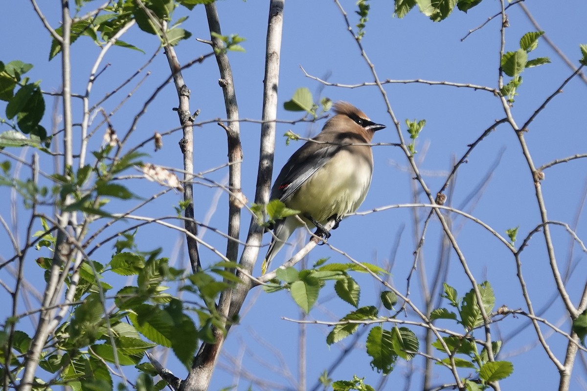 Cedar Waxwing - ML635439971