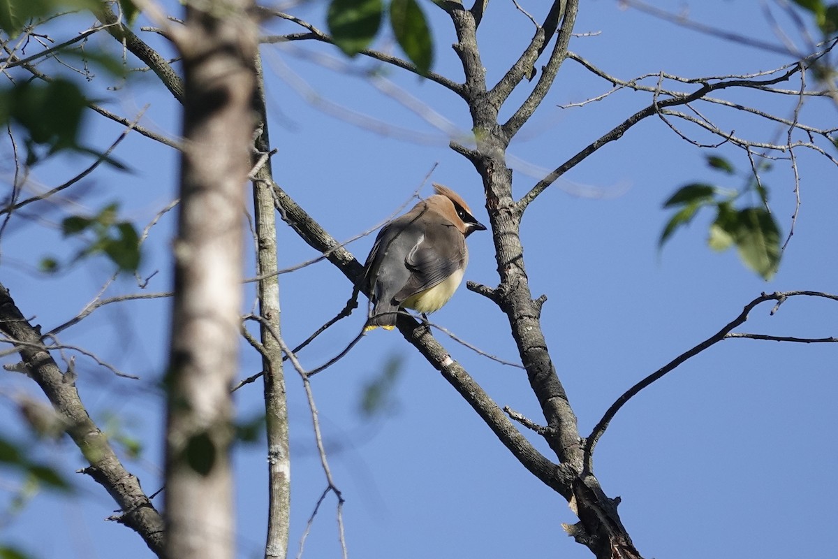 Cedar Waxwing - ML635439973