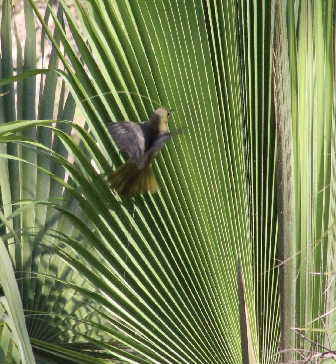Hooded Oriole - ML635439992