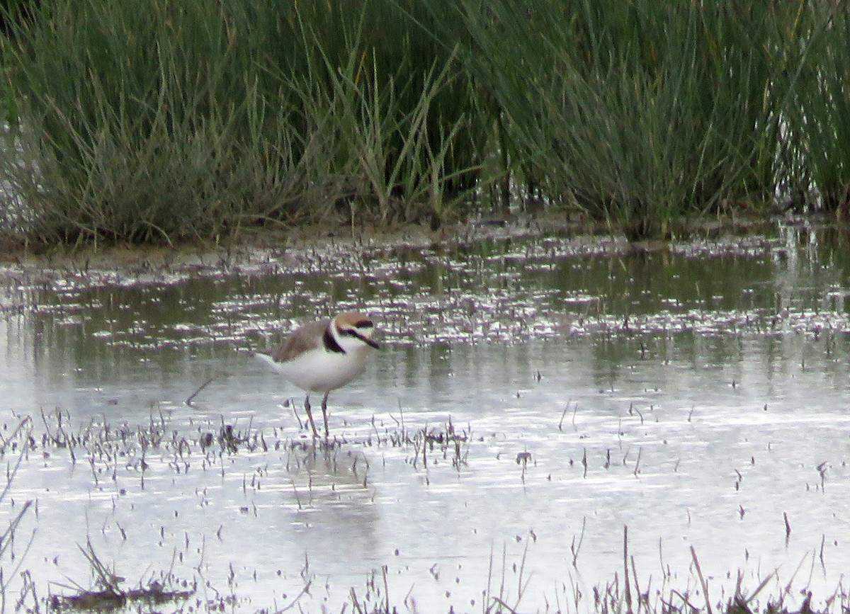 Kentish Plover - ML635439996