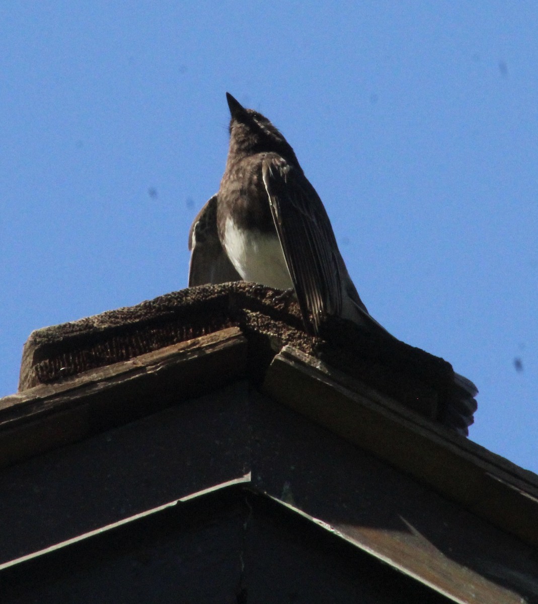 Black Phoebe - ML635439997