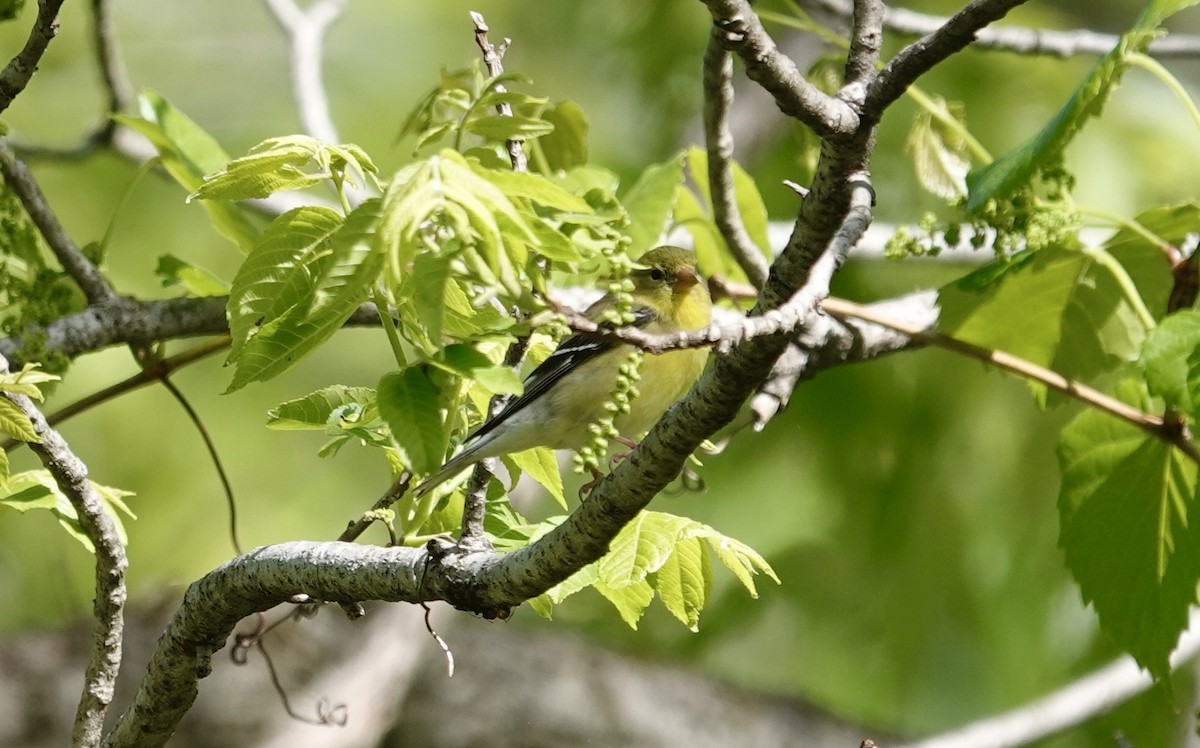American Goldfinch - ML635440004