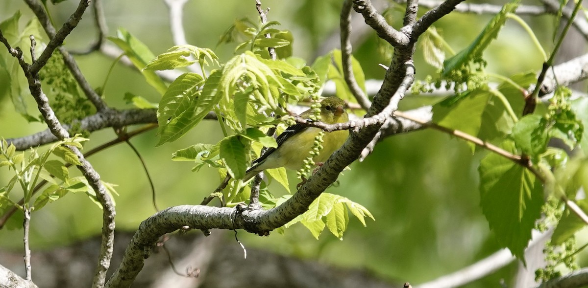 American Goldfinch - ML635440005